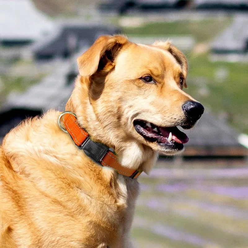 10 Colors Pet Dog Collar Nylon Neck Collar for Small Mdium