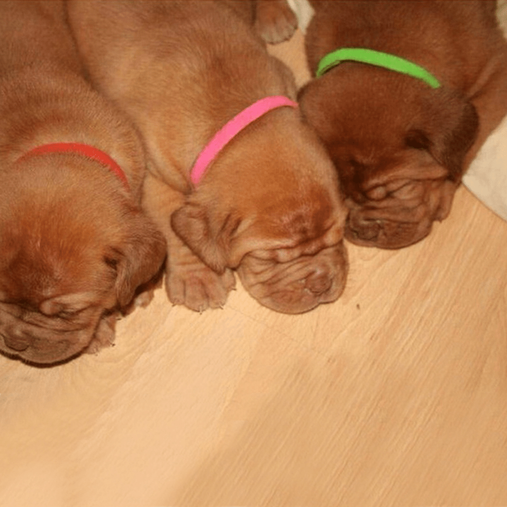 12 Color Velcro Puppy ID Bands