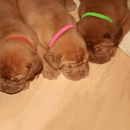 12 Color Velcro Puppy ID Bands