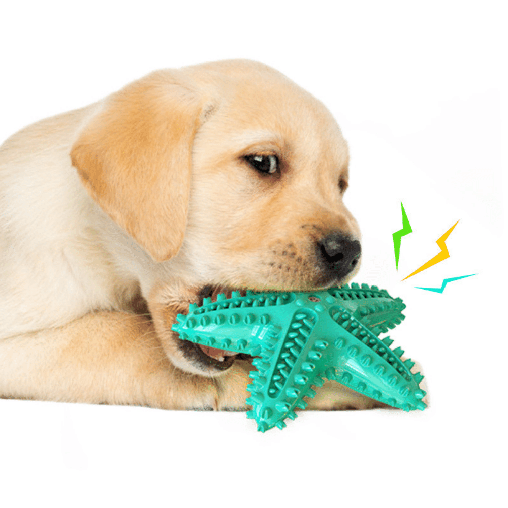 Starfish Toothbrush Dog Chew Toy