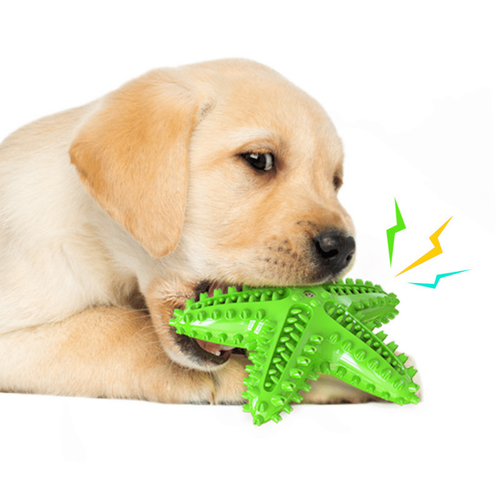 Starfish Toothbrush Dog Chew Toy