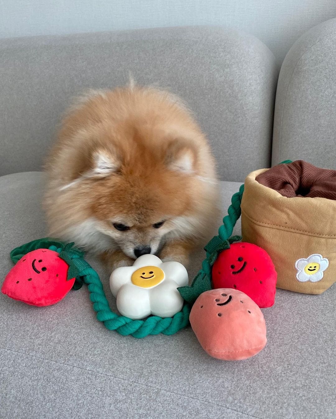 Potted Strawberry Plant Squeaky Dog Toy