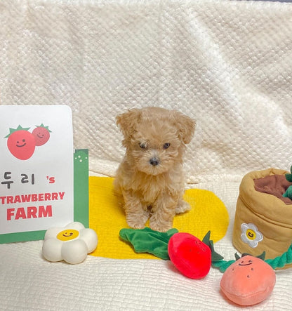 Potted Strawberry Plant Squeaky Dog Toy