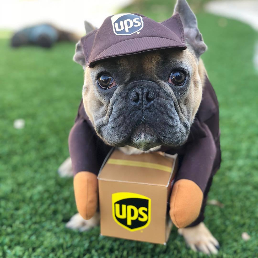 UPS Dog Costume