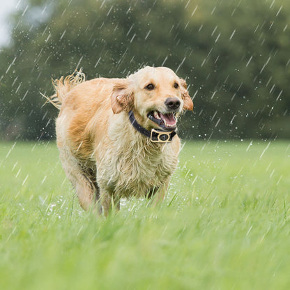 Voice Control Automatic Bark Stopper Dog Trainer