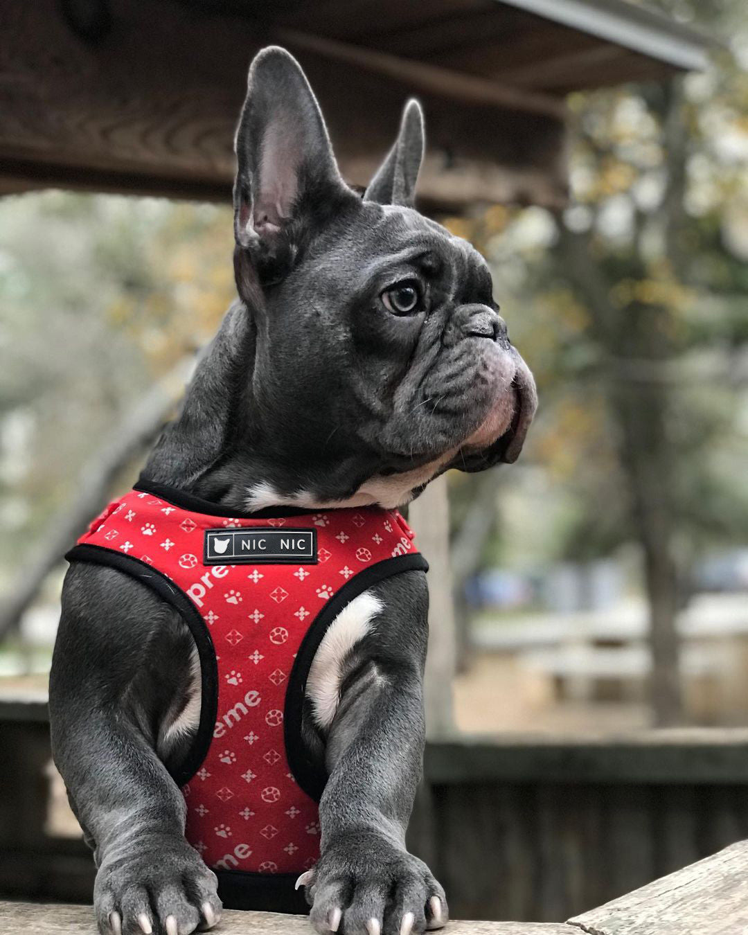 Ins Dog Pet Breathable Mesh Leash Chest Harness