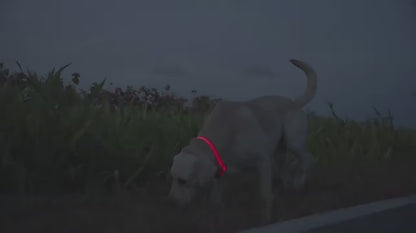 LED Dog Collar Luminous Glow Flashing Led Dog Collar Waterproof