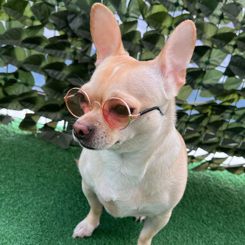 For Dogs Cats Pet Accessories Glasses Sunglasses