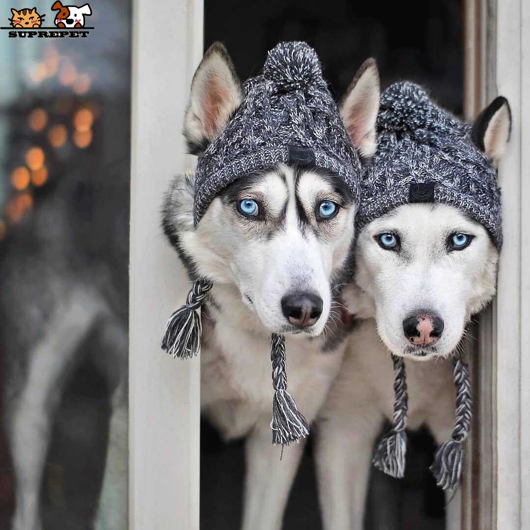 Best Winter Dog Hats Windproof Knitting Windproof Hat Fluffy Pet Hat