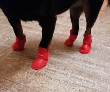 Dog Rain Shoes for Dogs Booties Rubber