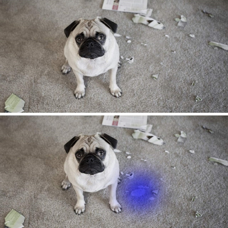 Flashlight LED Detector Pet Urine