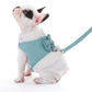 Cute Yorkie Dog Harness Leash