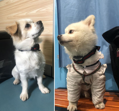Small Dog Anti Bark Collar Rechargeable Dog Training