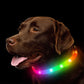 Dog USB Rechargeable Collar Light