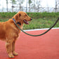 Nylon Dog Harness Leash Leads Training